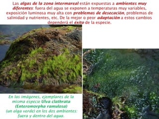 Las algas de la zona intermareal están expuestas a ambientes muy
diferentes: fuera del agua se exponen a temperaturas muy variables,
exposición luminosa muy alta con problemas de desecación, problemas de
salinidad y nutrientes, etc. De la mejor o peor adaptación a estos cambios
dependerá el éxito de la especie.
En las imágenes, ejemplares de la
misma especie Ulva clathrata
(Enteromorpha ramulosa)
(un alga verde) en los dos ambientes:
fuera y dentro del agua.
 