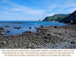 Estas variaciones ambientales se perciben también a escala menor. Así (1) está
muy batido por las olas; (2) presenta un sustrato suelto; (3) una exposición al
sol menor que la ladera opuesta. Esto influye en las algas de cada lugar.
3
 