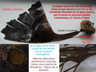 Estipe o cauloide
Láminas o frondes
A la izda, corte trans-
versal de un caloide
con un aspecto
homogéneo.
Algunas algas para
permanecer erguidas
tienen una especie de
flotadores. Figura de la
derecha.
 
