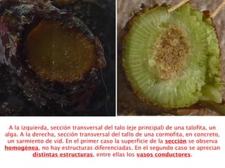 A la izquierda, sección transversal del talo (eje principal) de una talofita, un
alga. A la derecha, sección transversal del tallo de una cormofita, en concreto,
un sarmiento de vid. En el primer caso la superficie de la sección se observa
homogénea, no hay estructuras diferenciadas. En el segundo caso se aprecian
distintas estructuras, entre ellas los vasos conductores.
 