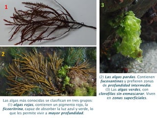 Las algas más conocidas se clasifican en tres grupos:
(1) algas rojas, contienen un pigmento rojo, la
ficoeritrina, capaz de absorber la luz azul y verde, lo
que les permite vivir a mayor profundidad.
(2) Las algas pardas. Contienen
fucoxantinas y prefieren zonas
de profundidad intermedia.
(3) Las algas verdes, con
clorofilas sin enmascarar. Viven
en zonas superficiales.
1
2
3
 