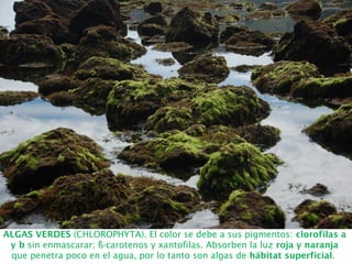 ALGAS VERDES (CHLOROPHYTA). El color se debe a sus pigmentos: clorofilas a
y b sin enmascarar; ß-carotenos y xantofilas. Absorben la luz roja y naranja
que penetra poco en el agua, por lo tanto son algas de hábitat superficial.
 