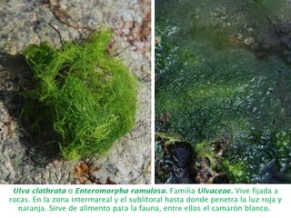 Ulva clathrata o Enteromorpha ramulosa. Familia Ulvaceae. Vive fijada a
rocas. En la zona intermareal y el sublitoral hasta donde penetra la luz roja y
naranja. Sirve de alimento para la fauna, entre ellos el camarón blanco.
 