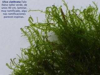 Ulva clathrata.Talo
(falso tallo) verde, de
unos 40 cm, laminar,
muy ramificado, algu-
nas ramificaciones
parecen espinas.
 