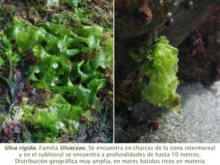 Ulva rigida. Familia Ulvaceae. Se encuentra en charcas de la zona intermareal
y en el sublitoral se encuentra a profundidades de hasta 10 metros.
Distribución geográfica muy amplia, en mares batidos ricos en materia
 