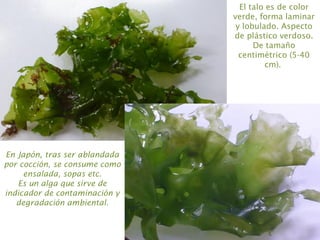 El talo es de color
verde, forma laminar
y lobulado. Aspecto
de plástico verdoso.
De tamaño
centimétrico (5-40
cm).
En Japón, tras ser ablandada
por cocción, se consume como
ensalada, sopas etc.
Es un alga que sirve de
indicador de contaminación y
degradación ambiental.
 