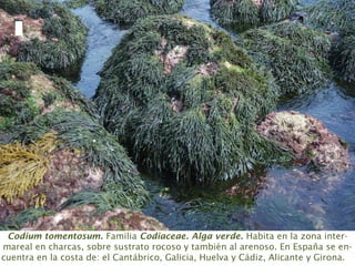 Codium tomentosum. Familia Codiaceae. Alga verde. Habita en la zona inter-
mareal en charcas, sobre sustrato rocoso y también al arenoso. En España se en-
cuentra en la costa de: el Cantábrico, Galicia, Huelva y Cádiz, Alicante y Girona.
 