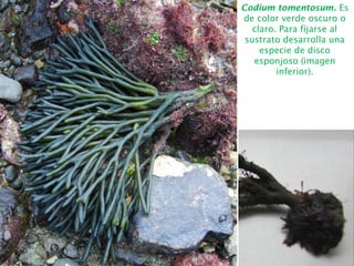 Codium tomentosum. Es
de color verde oscuro o
claro. Para fijarse al
sustrato desarrolla una
especie de disco
esponjoso (imagen
inferior).
 