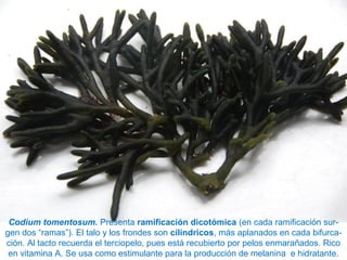 Codium tomentosum. Presenta ramificación dicotómica (en cada ramificación sur-
gen dos “ramas”). El talo y los frondes son cilíndricos, más aplanados en cada bifurca-
ción. Al tacto recuerda el terciopelo, pues está recubierto por pelos enmarañados. Rico
en vitamina A. Se usa como estimulante para la producción de melanina e hidratante.
 