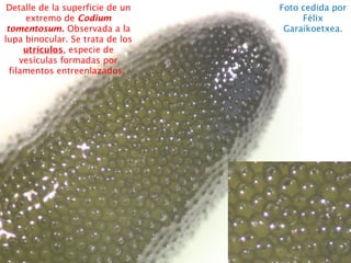 Detalle de la superficie de un
extremo de Codium
tomentosum. Observada a la
lupa binocular. Se trata de los
utrículos, especie de
vesículas formadas por
filamentos entreenlazados.
Foto cedida por
Félix
Garaikoetxea.
 