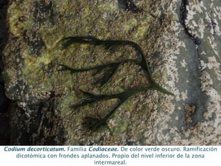 Codium decorticatum. Familia Codiaceae. De color verde oscuro. Ramificación
dicotómica con frondes aplanados. Propio del nivel inferior de la zona
intermareal.
 
