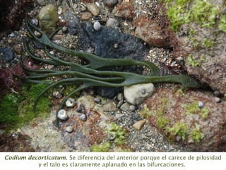 Codium decorticatum. Se diferencia del anterior porque el carece de pilosidad
y el talo es claramente aplanado en las bifurcaciones.
 