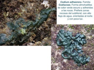 Codium adhaerens. Familia
Codiaceae. Forma almohadillas
de color verde oscuro y adheridas
a las rocas. Prefiere zonas
rocosas del sublitoral, con alto
flujo de agua, orientadas al norte
y con poca luz.
 