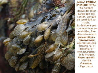 ALGAS PARDAS
(PHAEOPHYTA).
Su nombre
deriva del color
pardo que pre-
sentan, aunque
de tonalidad va-
riable.
Es debido a que
son muy ricas en
xantofilas, fun-
damentalmente
fucoxantina y
flavoxantina;
además poseen
clorofila “a” y
clorofila “c”
enmascaradas.
En la imagen,
Fucus spiralis.
Familia
Fucaceae.
Alga parda.
 