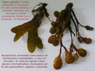 Fucus spiralis. Frondes
aplanados y correosos,
de color pardo-verdoso, a
menudo retorcido, con
nervadura central
prominente, borde liso y
ondulado, sin flotadores.
Receptáculos terminales (con aspecto de
hinchazones) redondeados, a veces bi-
furcados. Se trata de cuerpos repro-
ductores hermafroditas, formadores de
los dos gametofitos: oogonio y anteridio.
 