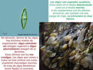 Las algas son vegetales acuáticos.
Viven tanto en el medio dulciacuícola
como en el medio marino.
Si las comparamos con las plantas
terrestres, por ejemplo con una
espiga de trigo, su estructura es muy
básica.
Imagen bajada de internet.
No obstante, dentro de las algas
hay distintos niveles de
organización: algas unicelula-
res (imagen superior) y algas
pluricelulares (imagen de la
derecha).
Estas últimas son las ma-
croalgas. Las algas que vamos a
tratar en este archivo son exclu-
sivamente macroalgas marinas.
Se trata de algas bentónicas
(viven fijadas al sustrato).
 