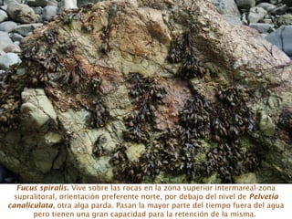 Fucus spiralis. Vive sobre las rocas en la zona superior intermareal-zona
supralitoral, orientación preferente norte, por debajo del nivel de Pelvetia
canaliculata, otra alga parda. Pasan la mayor parte del tiempo fuera del agua
pero tienen una gran capacidad para la retención de la misma.
 