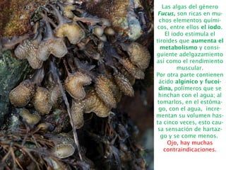 Las algas del género
Fucus, son ricas en mu-
chos elementos quími-
cos, entre ellos el iodo.
El iodo estimula el
tiroides que aumenta el
metabolismo y consi-
guiente adelgazamiento
así como el rendimiento
muscular.
Por otra parte contienen
ácido algínico y fucoi-
dina, polímeros que se
hinchan con el agua; al
tomarlos, en el estóma-
go, con el agua, incre-
mentan su volumen has-
ta cinco veces, esto cau-
sa sensación de hartaz-
go y se come menos.
Ojo, hay muchas
contraindicaciones.
 