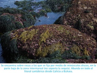 Se encuentra sobre rocas a las que se fija por medio de minúsculos discos, en la
parte baja de la zona intermareal (no soporta la sequía). Abunda en todo el
litoral cantábrico desde Galicia a Bizkaia.
 