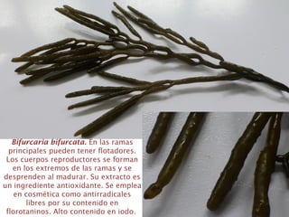 Bifurcaria bifurcata. En las ramas
principales pueden tener flotadores.
Los cuerpos reproductores se forman
en los extremos de las ramas y se
desprenden al madurar. Su extracto es
un ingrediente antioxidante. Se emplea
en cosmética como antirradicales
libres por su contenido en
florotaninos. Alto contenido en iodo.
 