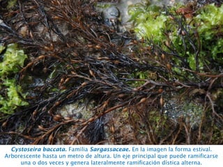 Cystoseira baccata. Familia Sargassaceae. En la imagen la forma estival.
Arborescente hasta un metro de altura. Un eje principal que puede ramificarse
una o dos veces y genera lateralmente ramificación dística alterna.
 