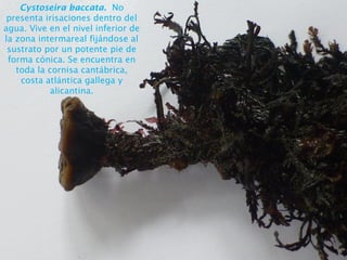 Cystoseira baccata. No
presenta irisaciones dentro del
agua. Vive en el nivel inferior de
la zona intermareal fijándose al
sustrato por un potente pie de
forma cónica. Se encuentra en
toda la cornisa cantábrica,
costa atlántica gallega y
alicantina.
 