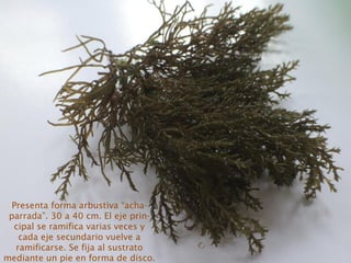 Presenta forma arbustiva “acha-
parrada”. 30 a 40 cm. El eje prin-
cipal se ramifica varias veces y
cada eje secundario vuelve a
ramificarse. Se fija al sustrato
mediante un pie en forma de disco.
 