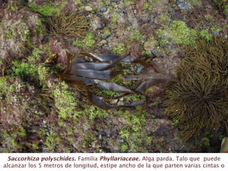 Saccorhiza polyschides. Familia Phyllariaceae. Alga parda. Talo que puede
alcanzar los 5 metros de longitud, estipe ancho de la que parten varias cintas o
 