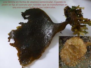 una lámina en forma de abanico semicircular. Cuando es
joven se fija al sustrato por rizoides que se transforman en
una estructura bulbosa con tubérculos.
 