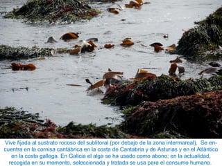 Vive fijada al sustrato rocoso del sublitoral (por debajo de la zona intermareal). Se en-
cuentra en la cornisa cantábrica en la costa de Cantabria y de Asturias y en el Atlántico
en la costa gallega. En Galicia el alga se ha usado como abono; en la actualidad,
recogida en su momento, seleccionada y tratada se usa para el consumo humano.
 