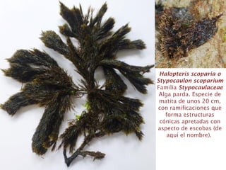 Halopteris scoparia o
Stypocaulon scoparium
Familia Stypocaulaceae
Alga parda. Especie de
matita de unos 20 cm,
con ramificaciones que
forma estructuras
cónicas apretadas con
aspecto de escobas (de
aquí el nombre).
 