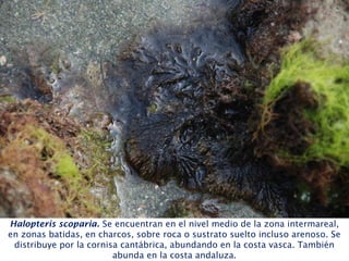 Halopteris scoparia. Se encuentran en el nivel medio de la zona intermareal,
en zonas batidas, en charcos, sobre roca o sustrato suelto incluso arenoso. Se
distribuye por la cornisa cantábrica, abundando en la costa vasca. También
abunda en la costa andaluza.
 