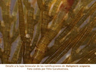 Detalle a la lupa binocular de las ramificaciones de Halopteris scoparia.
Foto cedida por Félix Garaikoetxea.
 