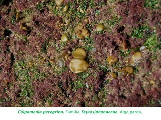 Colpomenia peregrina. Familia Scytosiphonaceae. Alga parda.
 