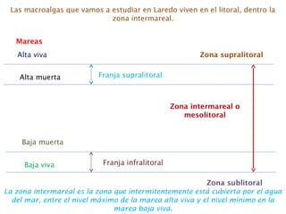 Las macroalgas que vamos a estudiar en Laredo viven en el litoral, dentro la
zona intermareal.
Mareas
Alta viva
Alta muerta
Baja muerta
Baja viva
Zona supralitoral
Franja supralitoral
Franja infralitoral
Zona intermareal o
mesolitoral
Zona sublitoral
La zona intermareal es la zona que intermitentemente está cubierta por el agua
del mar, entre el nivel máximo de la marea alta viva y el nivel mínimo en la
marea baja viva.
 