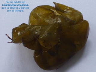 Forma adulta de
Colpomenia pregrina,
que se ahueca y agrieta
con el tiempo.
 