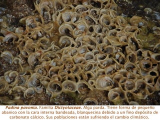 Padina pavonia. Familia Dictyotaceae. Alga parda. Tiene forma de pequeño
abanico con la cara interna bandeada, blanquecina debido a un fino depósito de
carbonato cálcico. Sus poblaciones están sufriendo el cambio climático.
 