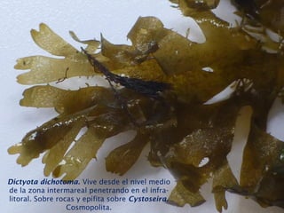 Dictyota dichotoma. Vive desde el nivel medio
de la zona intermareal penetrando en el infra-
litoral. Sobre rocas y epífita sobre Cystoseira.
Cosmopolita.
 