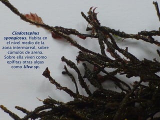 Cladostephus
spongiosus. Habita en
el nivel medio de la
zona intermareal, sobre
cúmulos de arena.
Sobre ella viven como
epífitas otras algas
como Ulva sp.
 