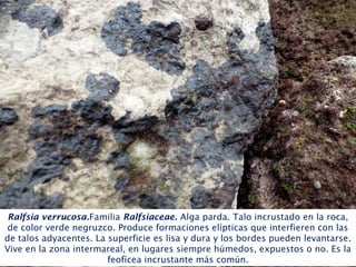 Ralfsia verrucosa.Familia Ralfsiaceae. Alga parda. Talo incrustado en la roca,
de color verde negruzco. Produce formaciones elípticas que interfieren con las
de talos adyacentes. La superficie es lisa y dura y los bordes pueden levantarse.
Vive en la zona intermareal, en lugares siempre húmedos, expuestos o no. Es la
feofícea incrustante más común.
 