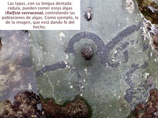 Las lapas, con su lengua dentada:
rádula, pueden comer estas algas
(Ralfsia verrucosa), controlando las
poblaciones de algas. Como ejemplo, la
de la imagen, que está dando fe del
hecho.
 