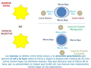 MAREAS
VIVAS
MAREAS
MUERTAS
Luna Nueva
Luna en Cuarto
Menguante
Luna Llena
Luna en Cuarto
Creciente
Marea
Alta
Marea Baja
Marea Alta
Marea Alta
Marea
Alta
Marea Baja
Marea Baja
Marea Baja
Las mareas se deben, entre otras cosas, a la atracción gravitatoria que
ejercen el sol y la luna sobre la tierra y según la disposición relativa de los tres
astros tienen lugar las distintas mareas. Hay que destacar que el efecto de la
luna, por su proximidad, es mayor que la del sol. Las mareas más importantes
tienen lugar en los equinocios.
 