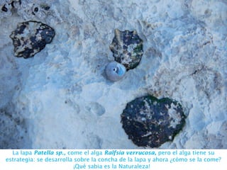 La lapa Patella sp., come el alga Ralfsia verrucosa, pero el alga tiene su
estrategia: se desarrolla sobre la concha de la lapa y ahora ¿cómo se la come?
¡Qué sabia es la Naturaleza!
 