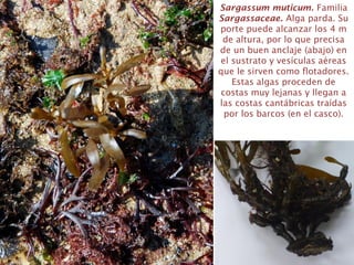 Sargassum muticum. Familia
Sargassaceae. Alga parda. Su
porte puede alcanzar los 4 m
de altura, por lo que precisa
de un buen anclaje (abajo) en
el sustrato y vesículas aéreas
que le sirven como flotadores.
Estas algas proceden de
costas muy lejanas y llegan a
las costas cantábricas traídas
por los barcos (en el casco).
 