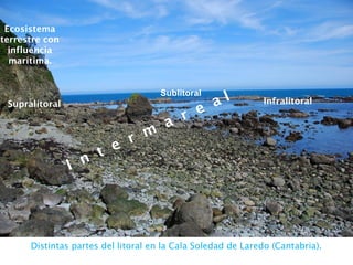 Supralitoral
I n
t e r m
a r e a l Infralitoral
Sublitoral
Ecosistema
terrestre con
influencia
marítima.
Distintas partes del litoral en la Cala Soledad de Laredo (Cantabria).
 