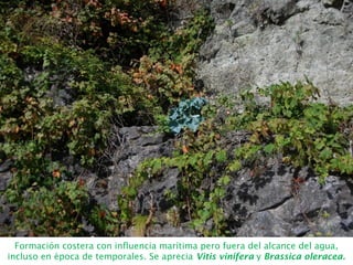 Formación costera con influencia marítima pero fuera del alcance del agua,
incluso en época de temporales. Se aprecia Vitis vinifera y Brassica oleracea.
 