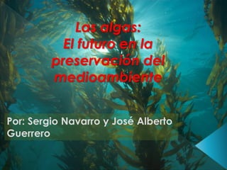 Las algas:
El futuro en la
preservación del
medioambiente
Por: Sergio Navarro y José Alberto
Guerrero

 