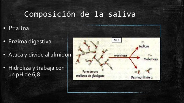 La saliva