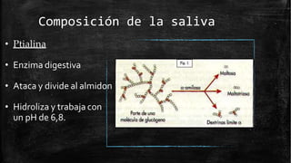 Composición de la saliva
• Ptialina
• Enzima digestiva
• Ataca y divide al almidon
• Hidroliza y trabaja con
un pH de 6,8.
 