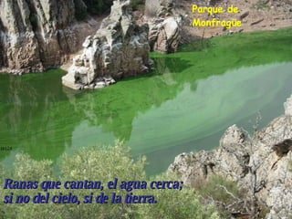 Ranas que cantan, el agua cerca;  si no del cielo, si de la tierra. Parque de Monfragüe 